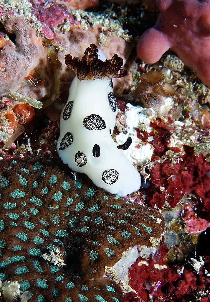 Banda Sea 2018 - DSC05665_rc- Funeral jorunna - Doris funebre - Jorunna funebris.jpg